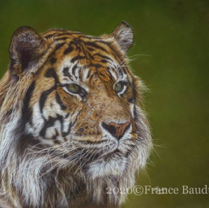 Shere Khan - 141 hours
Brown Pastelmat Board
19.5" x 27.5" 
Ref: Anne Noël